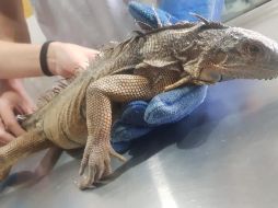 La iguana fue llevada al Centro Metropolitano de Conservación de Vida Silvestre en el Parque Agua Azul. ESPECIAL