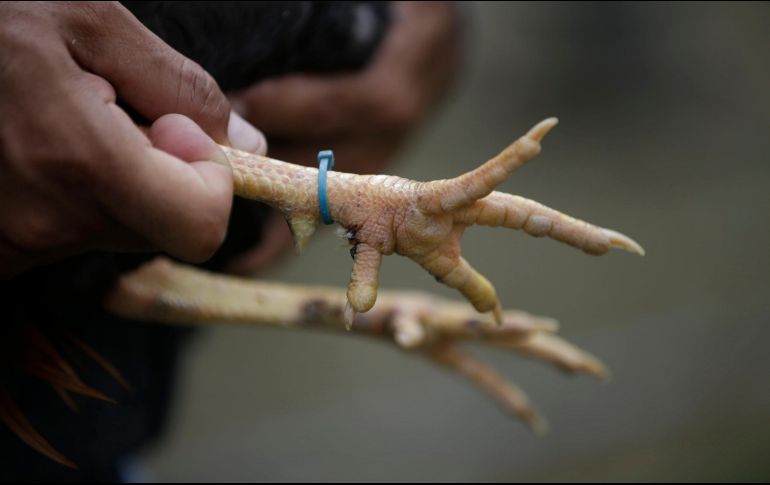 Una pelea de gallos se salió de control en Colima. EFE/ARCHIVO