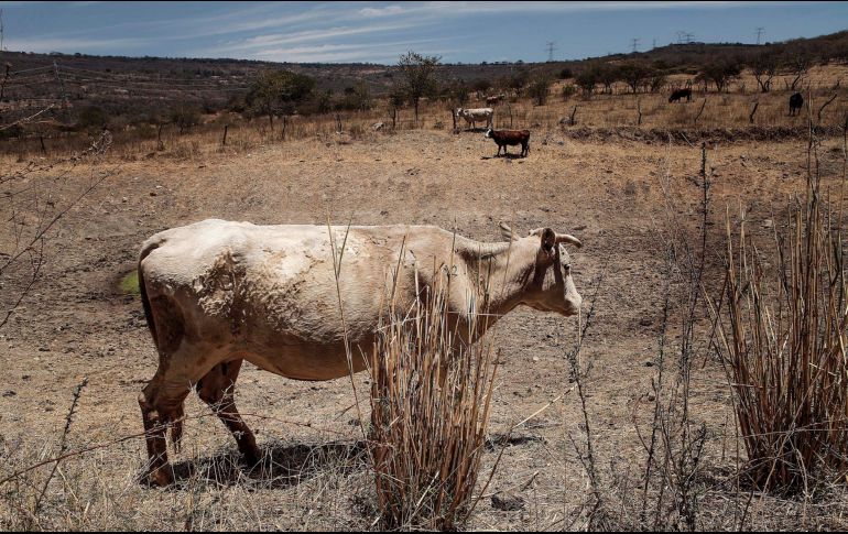 Reportan que los otros 54 municipios jaliscienses presentan condiciones de sequía moderada. EL INFORMADOR/ARCHIVO