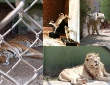 De los 47 animales que fueron localizados, 25 son de vida silvestre. ESPECIAL