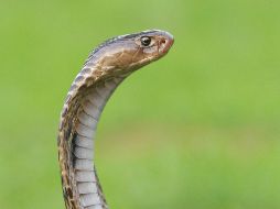Un equipo de ingenieros registró el avión durante dos días, pero no la encontraron. (Imagen de archivo) ESPECIAL/UNSPLASH
