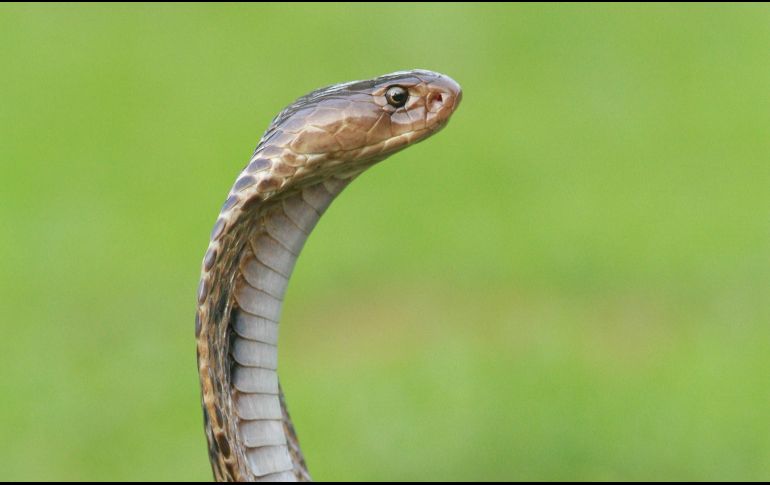 Un equipo de ingenieros registró el avión durante dos días, pero no la encontraron. (Imagen de archivo) ESPECIAL/UNSPLASH