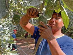 La industria del aguacate ha aumentado en todo el país, provocando primero una competencia interna entre Estados, y luego internacional al exportar. EL UNIVERSAL