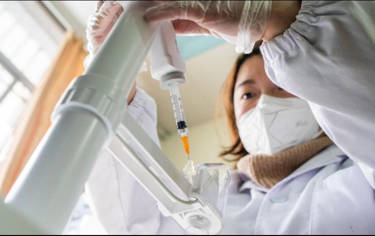 Recientemente en la OMS se ha planteado la posibilidad de que el perro mapache sea la clave del origen del virus. AFP