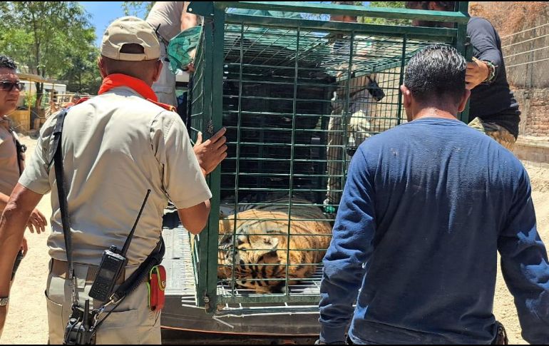 El tigre escapó de un domicilio particular. Twitter/@PCTlaquepaque