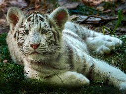 Te decimos si es legal tener un animal salvaje como mascota. ESPECIAL