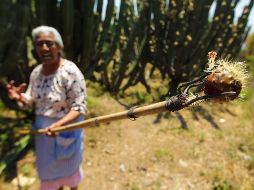 Los cactus crecen en el campo o en los huertos de las casas más antiguas de los pueblos hasta donde llegan los familiares o vecinos para ayudar con las labores de corte, pelado y acomodado de la pitaya. EL INFORMADOR / ARCHIVO