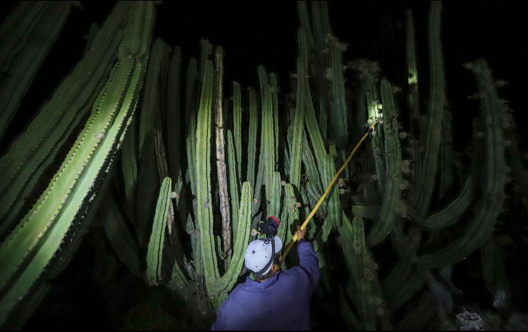 La cosecha se hace lentamente de noche y con cuidado porque si la pitaya se aprieta de más, la pulpa se aguada y ya no sirve para la venta. EFE / ARCHIVO