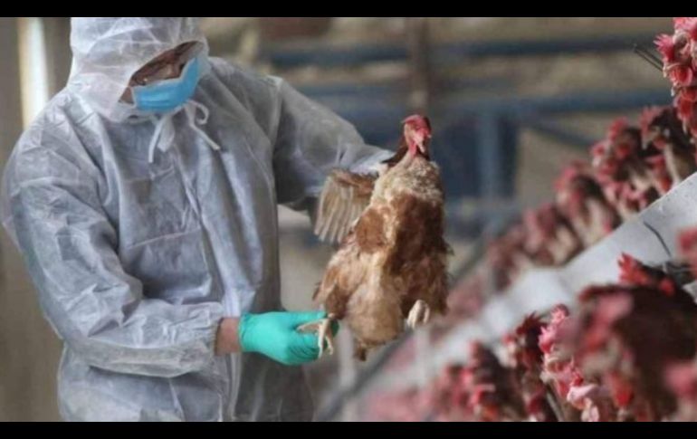 Ayer China confirmó la primera muerte humana por gripe aviar de este año.