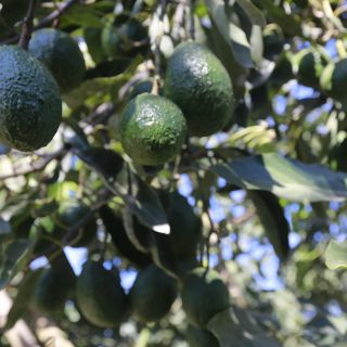 Caen exportaciones de aguacate; frutos rojos se mantienen al alza