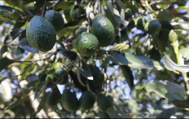 El aguacate cayó al quinto lugar de las principales exportaciones de agroproductos mexicanos. EL INFORMADOR/ARCHIVO