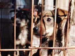 Imágenes de maltrato a perros en Monclova recorrieron las redes y despertaron reclamos. ESPECIAL/UNSPLASH