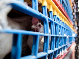 Juan Antonio Serratos dijo que la gripe aviar no tiene afectaciones graves a la población humana, aunque los casos en personas son mínimos. EL INFORMADOR / ARCHIVO