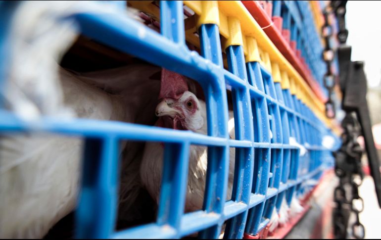 Juan Antonio Serratos dijo que la gripe aviar no tiene afectaciones graves a la población humana, aunque los casos en personas son mínimos. EL INFORMADOR / ARCHIVO