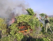 El Ejército quemó más de 100 mil plantas de marihuana en Poncitlán. ESPECIAL
