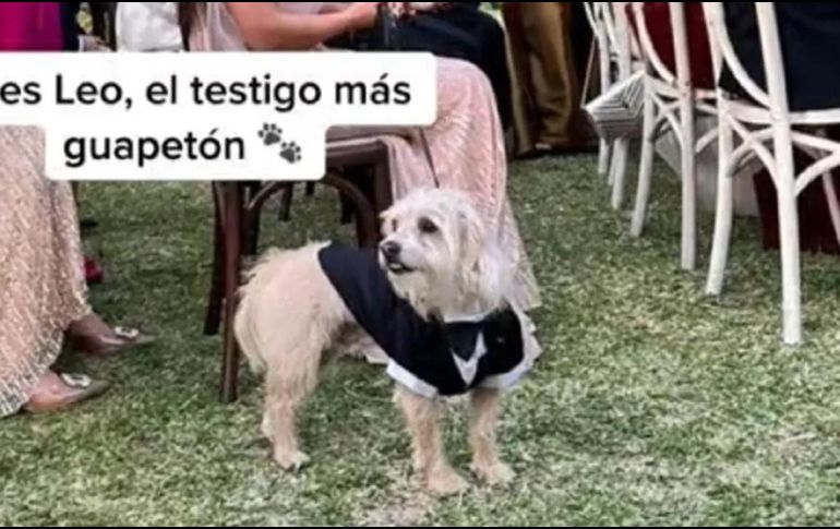 El perrito que fungió como testigo en la boda de sus dueños. ESPECIAL/TikTok