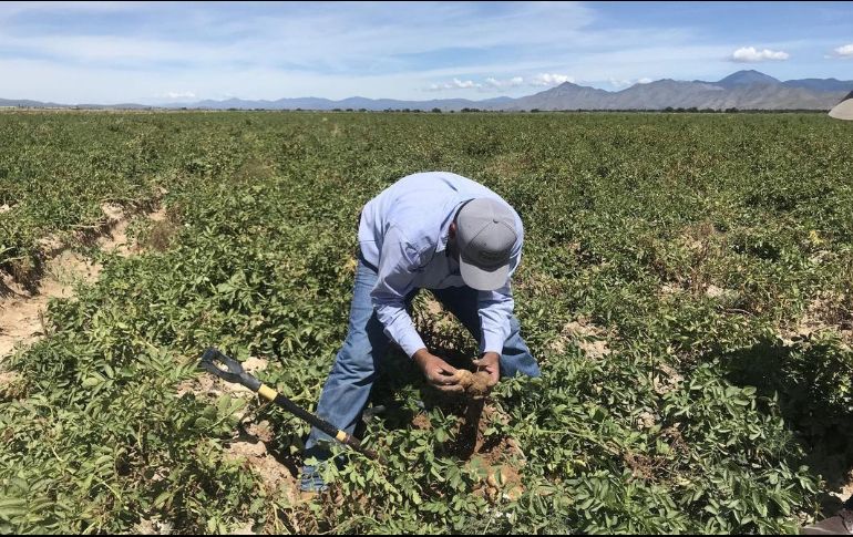 Marko Cortés aseguró que los productores agrícolas se enfrentan a un panorama sombrío. EFE/ARCHIVO