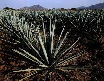 De acuerdo con datos del Consejo Regulador del Tequila de enero a marzo de este año se produjeron 172.3 millones de litros en Jalisco. AFP/ ARCHIVO