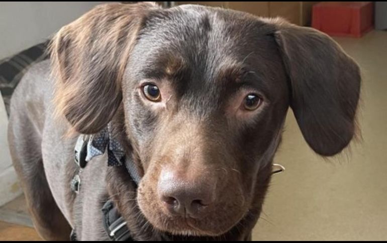 Tras la muerte de su dueño, médicos descubrieron que Coco era alcohólico. ESPECIAL