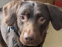 Tras la muerte de su dueño, médicos descubrieron que Coco era alcohólico. ESPECIAL