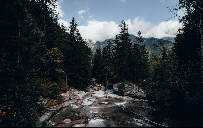 Con la IA será cada vez más fácil y preciso detectar plagas o posibles incendios y conocer mejor los bosques, señalan expertos. ESPECIAL/UNSPLASH