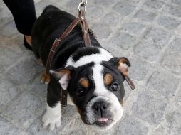 Toda la pierna podría haber estado en peligro de amputación si no se restablecía el riego sanguíneo, así que, en realidad, la mordida del cachorro permitió a los médicos advertir el problema. EL INFORMADOR/ARCHIVO