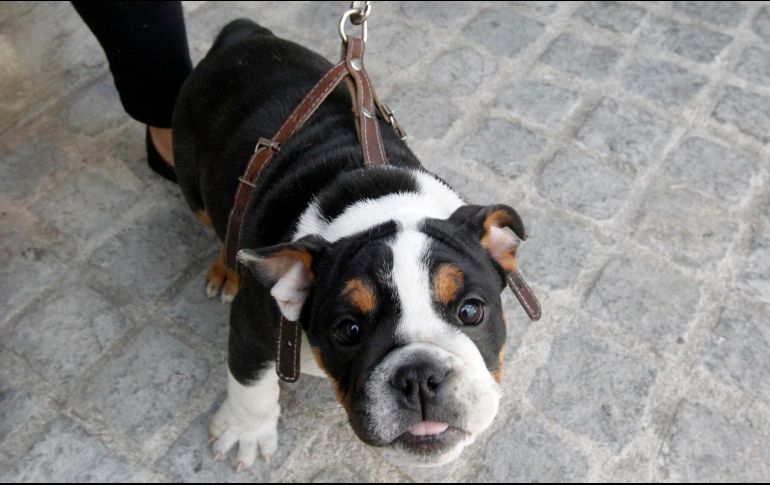 Toda la pierna podría haber estado en peligro de amputación si no se restablecía el riego sanguíneo, así que, en realidad, la mordida del cachorro permitió a los médicos advertir el problema. EL INFORMADOR/ARCHIVO