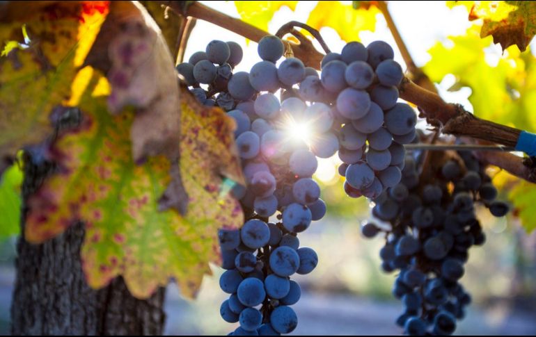 Celebra con una copa el Día Mundial del Malbec. ESPECIAL/TRIVENTO.