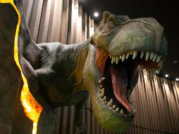 Tu tarjeta de CÍRCULO INFORMADOR es la llave para celebrar a los más pequeños de la casa. ARCHIVO/ INFORMADOR