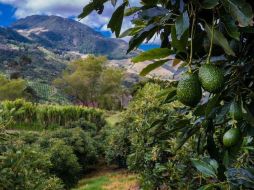 El 95% de los aguacates que se consumen hoy en día son de la variedad Hass. GETTY IMAGES