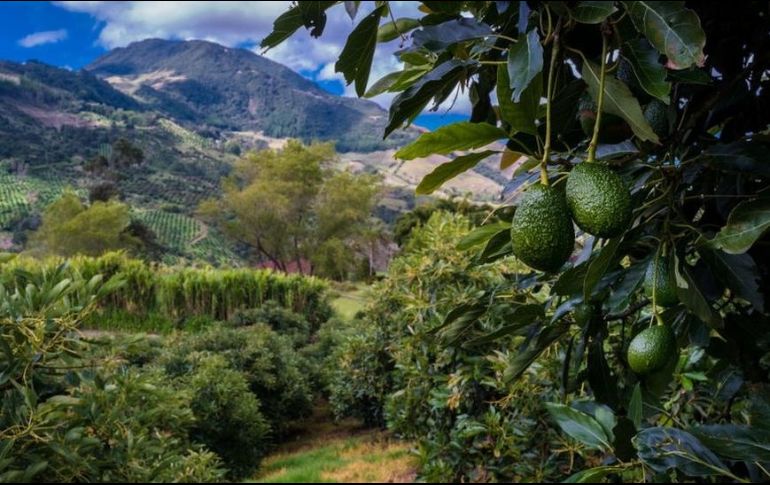 El 95% de los aguacates que se consumen hoy en día son de la variedad Hass. GETTY IMAGES