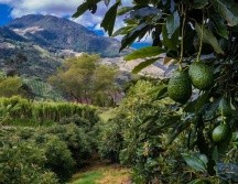 El 95% de los aguacates que se consumen hoy en día son de la variedad Hass. GETTY IMAGES