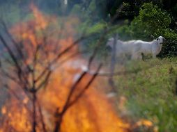 Ganado pasta cerca de un incendio en la ciudad de Manicore, en el Amazonas brasileño. EFE / ARCHIVO