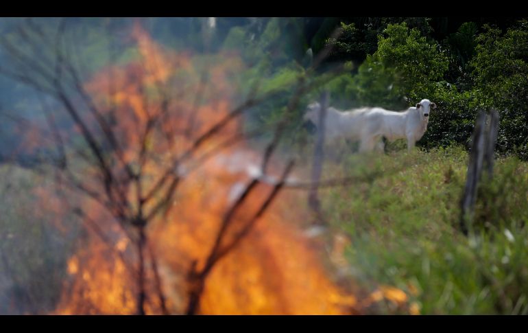 Ganado pasta cerca de un incendio en la ciudad de Manicore, en el Amazonas brasileño. EFE / ARCHIVO