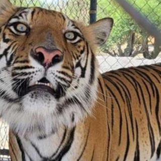 Incautan 10 tigres, 6 jaguares y 5 leones en La Barca, Jalisco