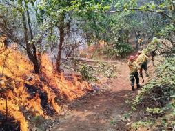 Entre el 1 de enero y el 20 de abril, en Jalisco van 445 incendios forestales. ESPECIAL/Semadet