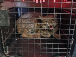 Se confirmó que el lince estaba en buen estado físico para regresarlo a su ecosistema. ESPECIAL