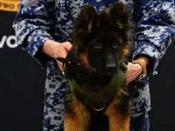 El perrito podría llamarse Proteo II (Yo protejo), Arkadas (Amigo) o Yardim (Ayuda)... pero eso sólo los internautas lo decidirán. ESPECIAL/SEDENA