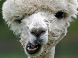 La lana de las alpacas es especial por su suavidad. EFE/ARCHIVO
