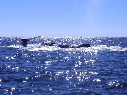 Cabo Pulmo en Baja California Sur. ISTOCK.