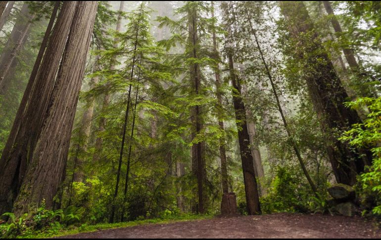El Parque Nacional Redwood, Estados Unidos fue el hogar de los 
