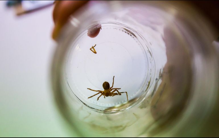 Las arañas violinistas sólo pican cuando se sienten amenazadas, por lo que siempre el mejor consejo será tomar distancia y no importunarlas. EL INFORMADOR/ARCHIVO