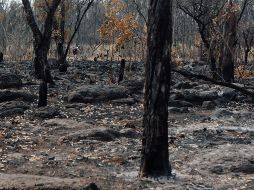 Es necesario que se refuerce la vigilancia en los bosques de Jalisco. EL INFORMADOR/Archivo