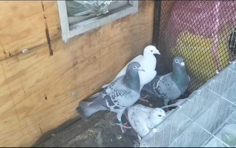 ESPECIAL/Policía de Guadalajara