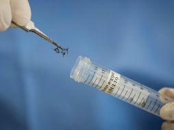 Los mosquitos no se alimentan sólo de sangre. AP/ARCHIVO