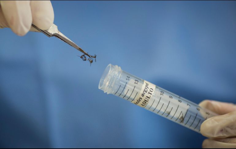 Los mosquitos no se alimentan sólo de sangre. AP/ARCHIVO