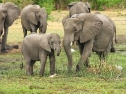 Las elefantas son el mamífero con más alto tiempo de gestación. Pixabay