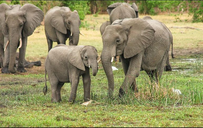 Las elefantas son el mamífero con más alto tiempo de gestación. Pixabay