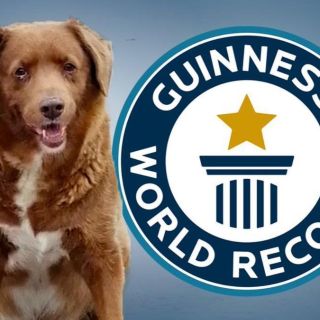 Record Guiness: Conoce a Bobi, el canino más viejo del mundo