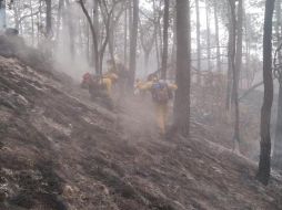 Los detenidos habrían provocado un incendio forestal en Tala. ESPECIAL